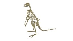 Kangaroo Skeleton skeleton, bone, australia, legs, mammal, feet, foot, jump, tail, marsupial, kangaroo, hind, qantas, macropods, macropodidae, kanguru, skull, animal, bones