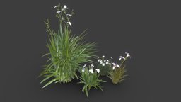 Iris Flowers (Dietes & Neomarica) plant, tropical, walking, flowers, shrub, lily, iris, faerie, bicolor, leaves, dietes, neomarica