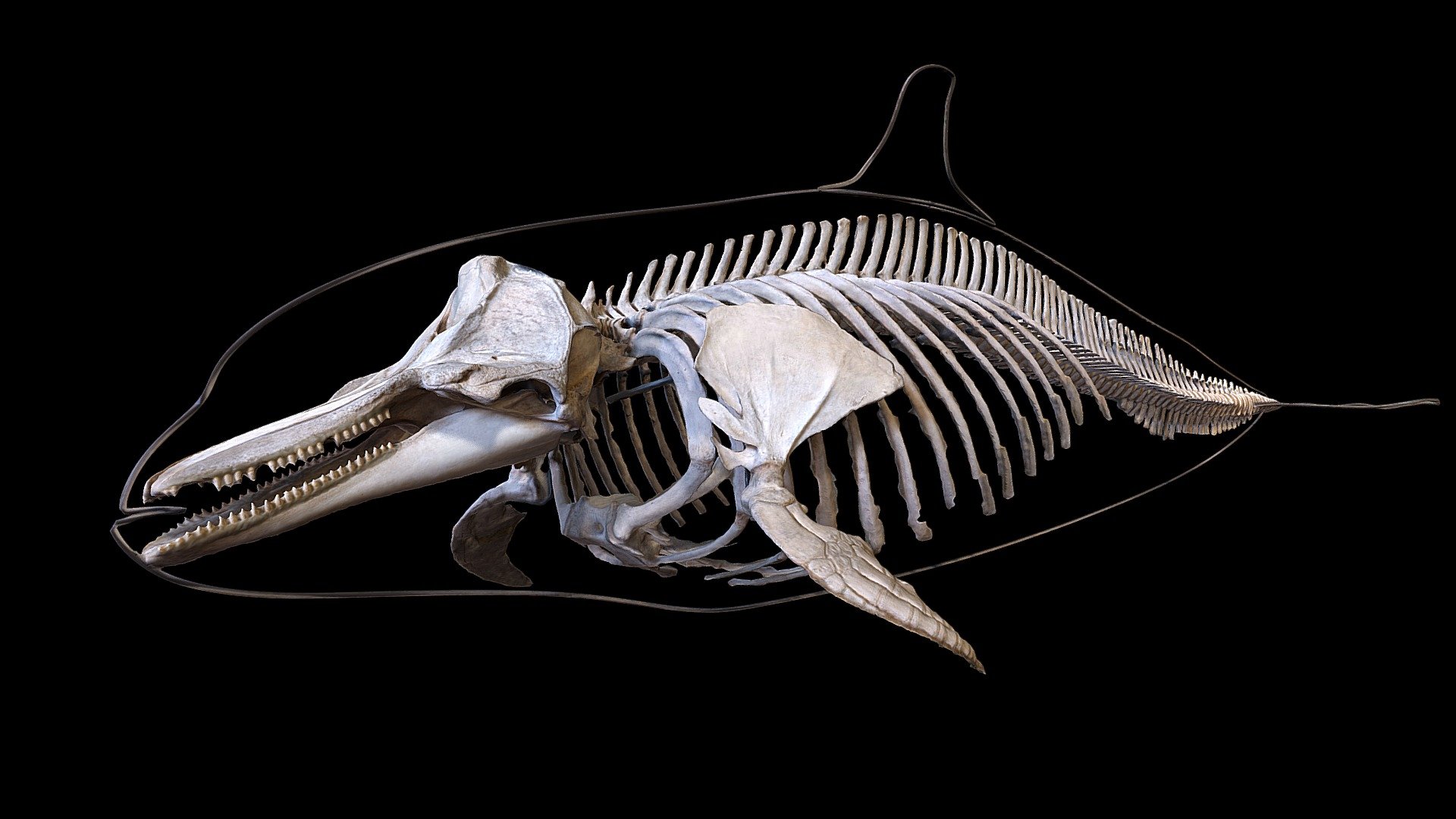 Squellette de dauphin
Collection de l'Aquarium-Muséum Universitaire de Liège - Dolphin skeleton - Buy Royalty Free 3D model by LZ Creation (@jmch) 3d model