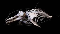 Dolphin skeleton skeleton, dolphin, lzcreation, photogrammetry, aquarium-museum-universitaire-de-liege