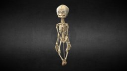 Esqueleto Neonato/Newborn squeleton crate, anatomy, arm, columna, spine, hip, vertebra, shoulder, newborn, esqueleto, huesos, anatomia, cadera, vertebras, skull, bones, squeleton