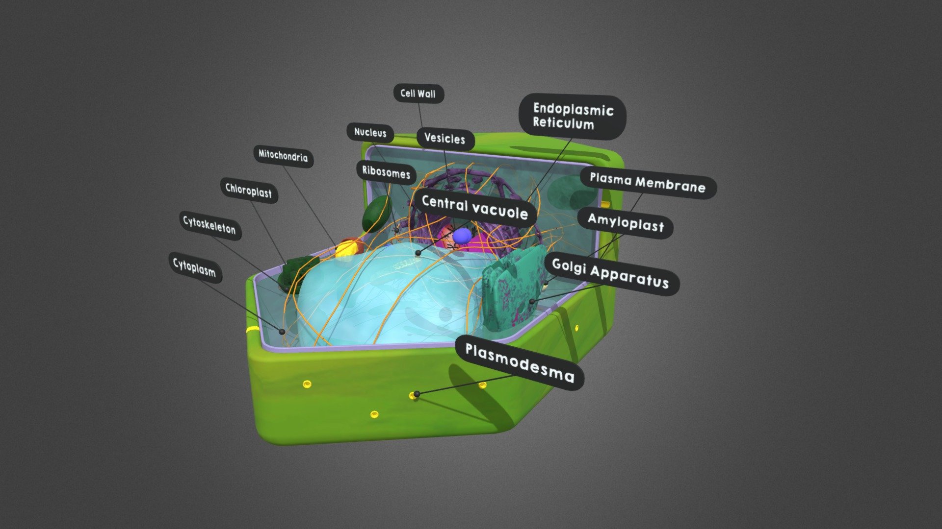 Structure of plant cell 3d model