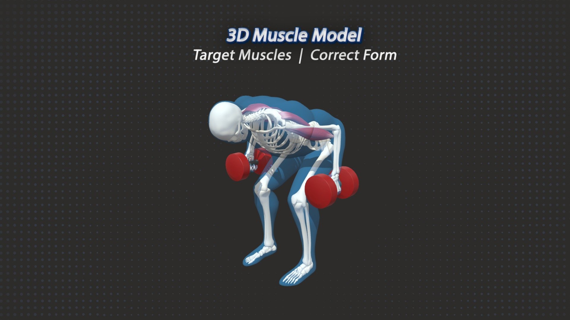 The Dumbbell Row Exercise targets the Lats, Traps, Rear Delts and the Bicep muscle Groups. 

Although I prefer the chest supported dumbbell row myself the free standing row is a nice variation to challange core stability, motor control and overall body awareness while you train. 

Created for 3DMuscleModel.com - 49. Dumbbell Rows - 3D model by 3D Muscle Model (@mikeshortall1991) 3d model
