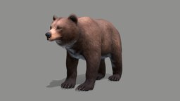 Bear bear, forest, wild, brown, grizzly, brownbear, noai