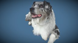 Harvey the dog 3D scan  by QuickPic3D.com 3dscanner, dog, pet, action, figurine, 3dscanning, fullbodyscan, 3dprint, gameasset