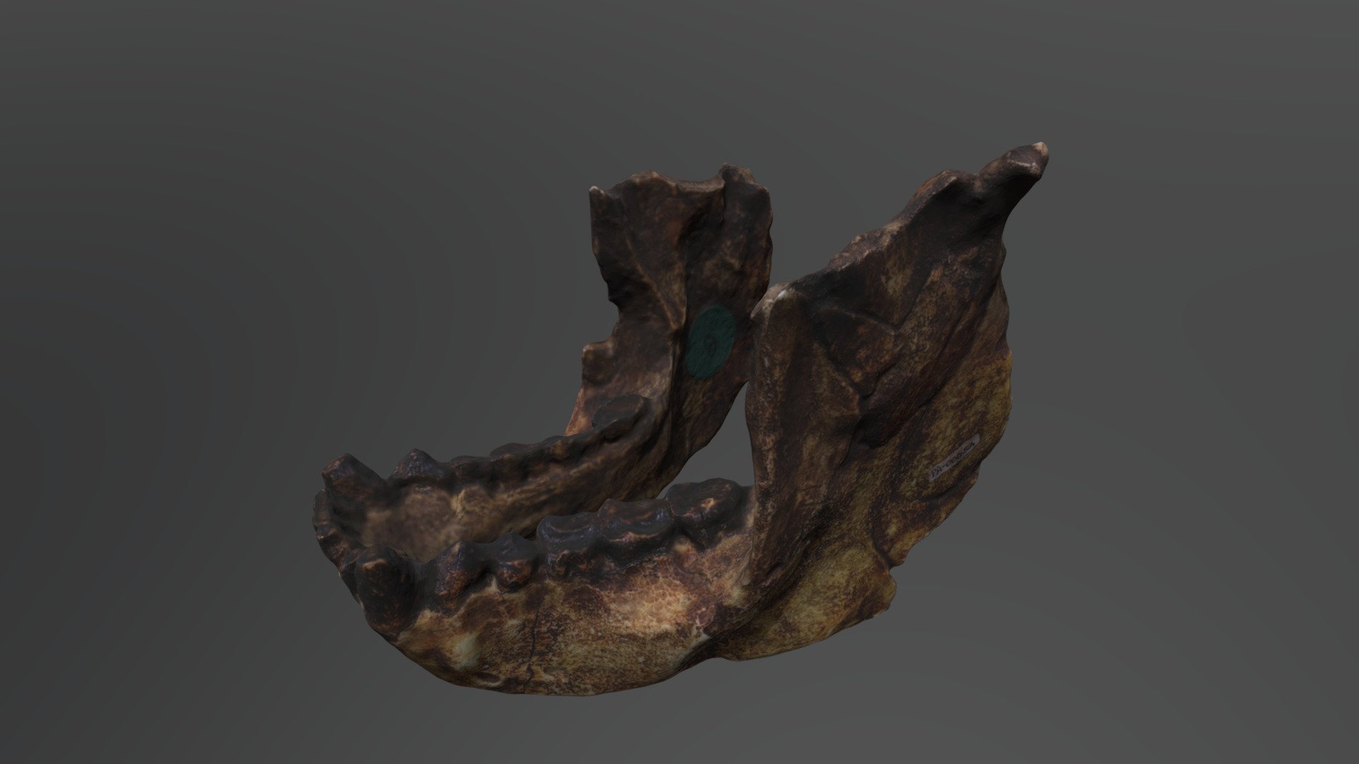 Sivapithecus indicus Cranium - Sivapithecus indicus Mandible - 3D model by UCFanthropology 3d model