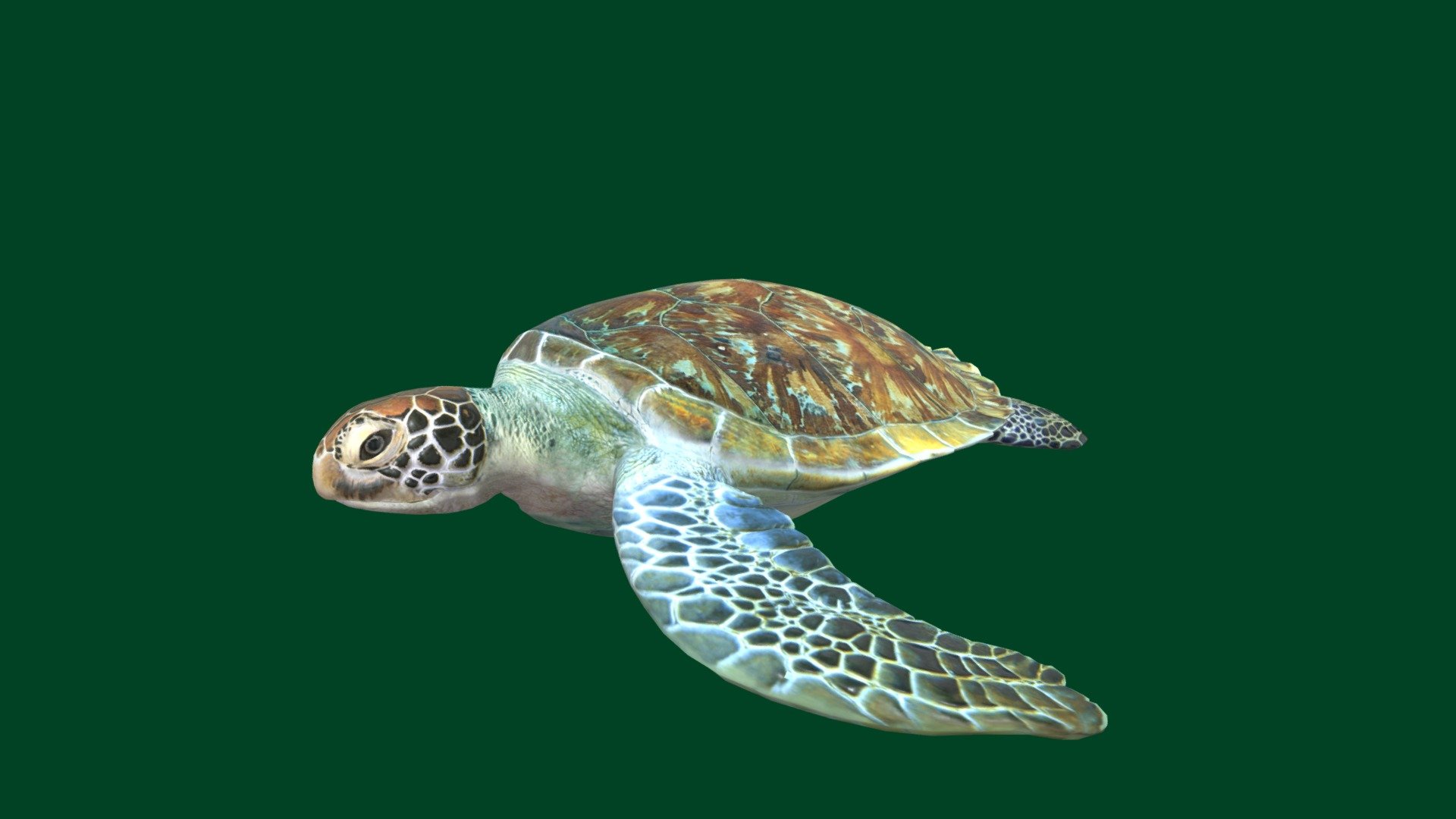 Non-Commercial
Turtles are an order of reptiles known as Testudines, characterized by a shell developed mainly from their ribs. Modern turtles are divided into two major groups, the side-necked turtles and hidden neck turtles which differ in the way the head retracts. 
Class: Reptilia
Phylum: Chordata
Kingdom: Animalia - Turttle (Non-Commercial) - 3D model by Nyilonelycompany 3d model