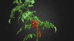 Tomato Plant green, plant, food, leaf, hydroponics, foliage, tomato, lettuce, vegetables, tomatoes, healthy, lowpoly