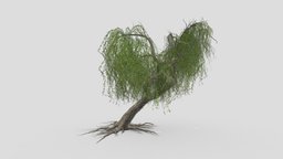 Weeping Willow Tree-05