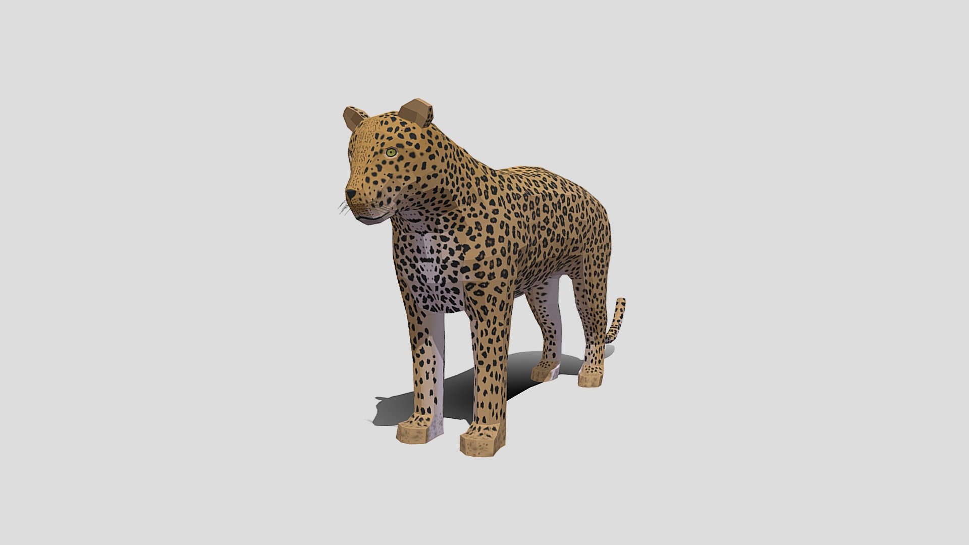 This is a low poly 3d model of a leopard. The low poly leopard was modeled and prepared for low-poly style renderings, background, general CG visualization presented as a mesh with quads only.

Verts : 1.096 Faces: 1.066

Hand painted diffuse texture is included, UV unwrap and mapping is available

The original file was created in blender. You will receive a 3DS, OBJ, FBX, blend, DAE, STL.

Warning: Depending on which software package you are using, the exchange formats (.obj, .3ds, .dae .fbx) may not match the preview images exactly. Due to the nature of these formats, there may be some textures that have to be loaded by hand and possibly triangulated geometry.

All preview images were rendered with Blender Cycles. Product is ready to render out-of-the-box. Please note that the lights, cameras, and background is only included in the .blend file. The model is clean and alone in the other provided files, centered at origin and has real-world scale 3d model