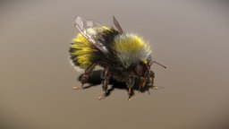 BumbleBee Rigged PBR insect, bug, bee, bumblebee, hymenoptera, entomology, insecta, arthropoda, animalia, animal