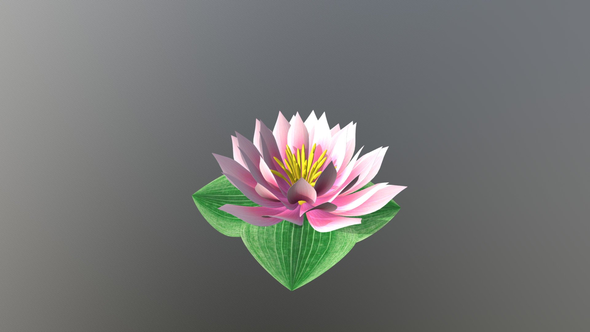 water lily - water lily - 3D model by tojamerlin 3d model