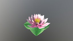 water lily plant, flower, water