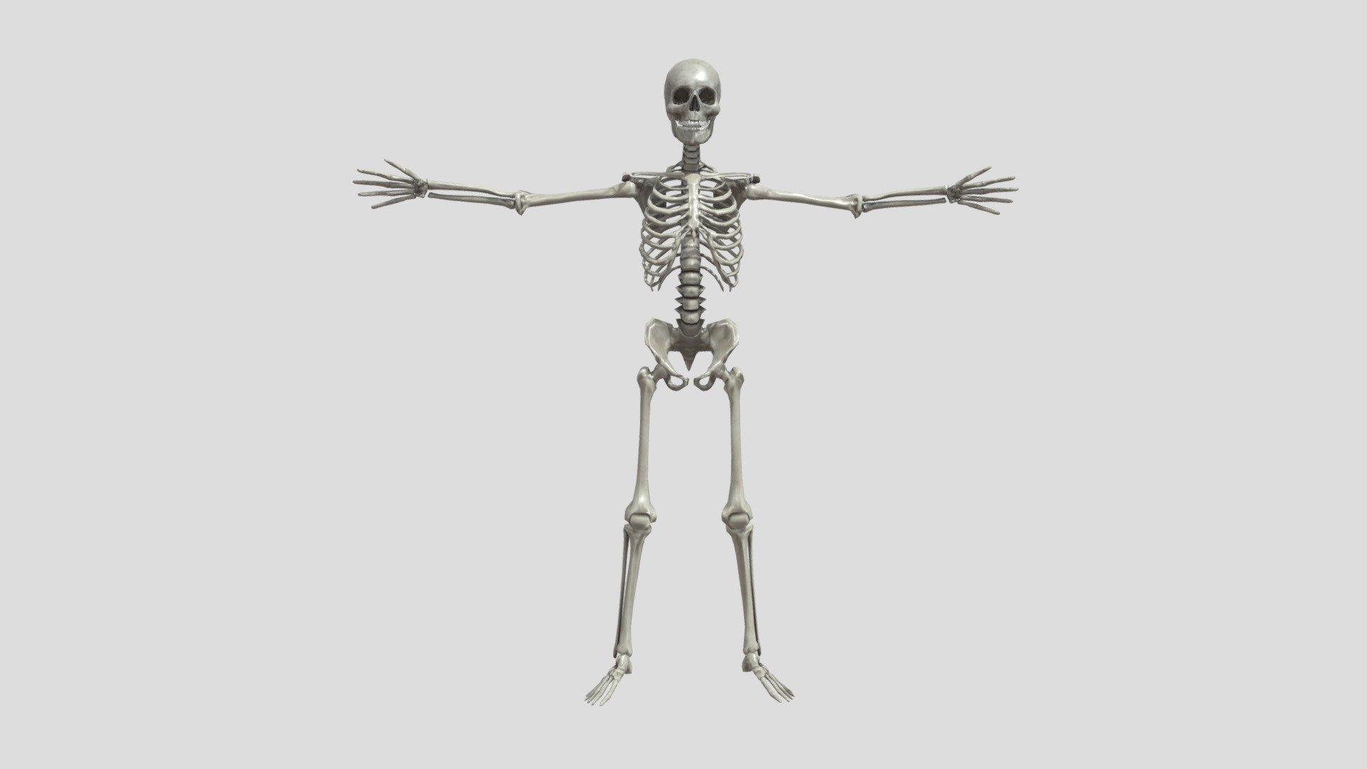 【HD 3D】Human Skeleton；
medicine - 【HD 3D】Human Skeleton - Buy Royalty Free 3D model by Jackey&Design (@1394725324zhang) 3d model