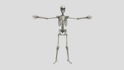 【HD 3D】Human Skeleton skeleton, hd, medicine, 3d, man