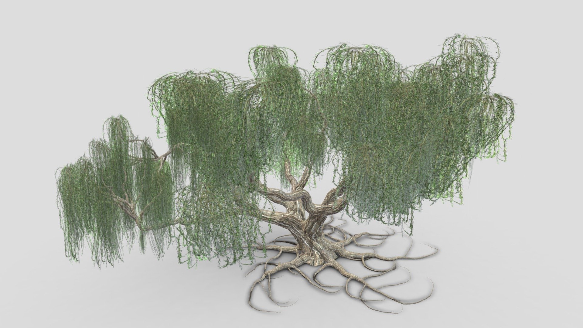 Salix babylonica is a species of willow native to dry areas of northern China, but cultivated for millennia elsewhere in Asia, being traded along the Silk Road to southwest Asia and Europe. We Hope you will use this model in your projects. Let us to know your comments 3d model