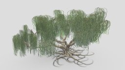 Weeping Willow Tree-S2 tree, plant, architectural, weeping, gameobject, willow, free, weepingwillow