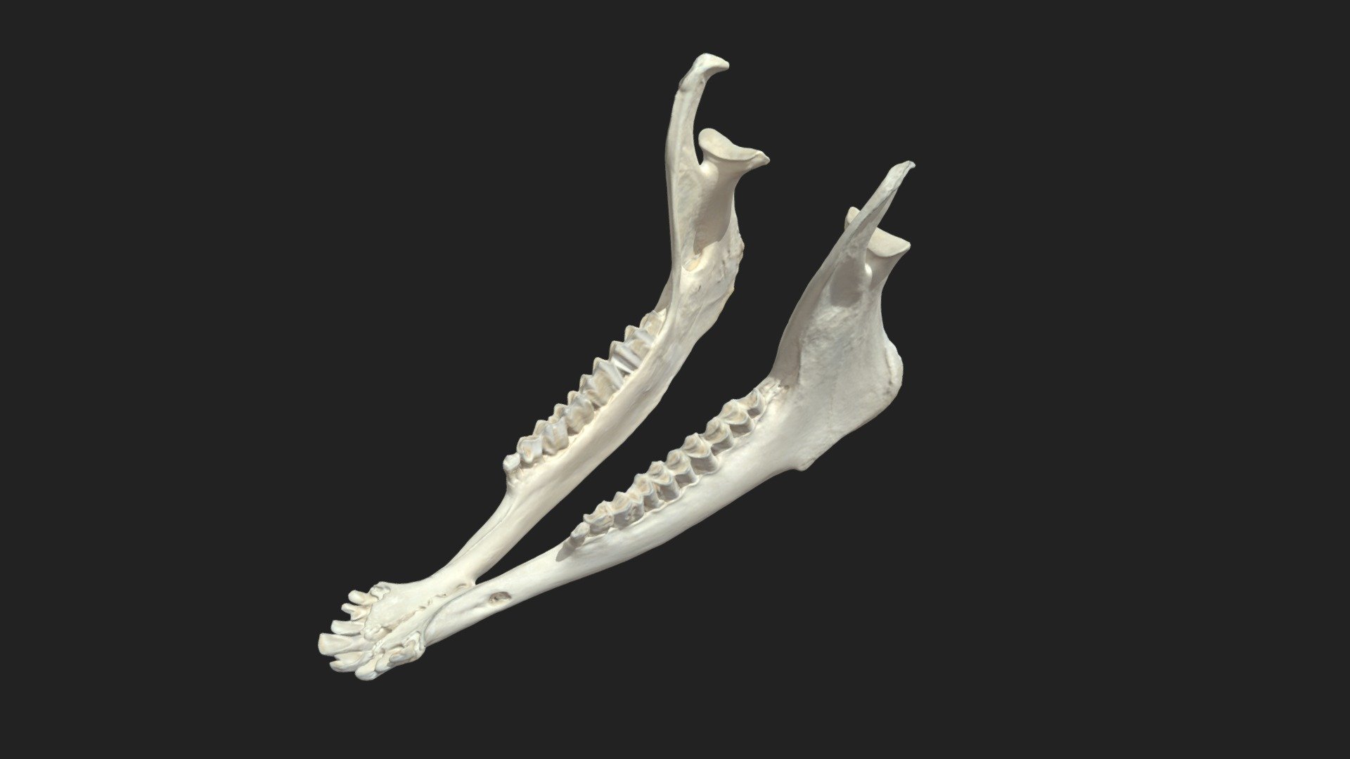 mandible (mandibula) of a goat

size of the specimen: 201 x 111 x 81 mm

3D scanning performed with the structured light scanner “Artec Space Spider” - lower jaw (mandibula) goat - 3D model by vetanatMunich 3d model