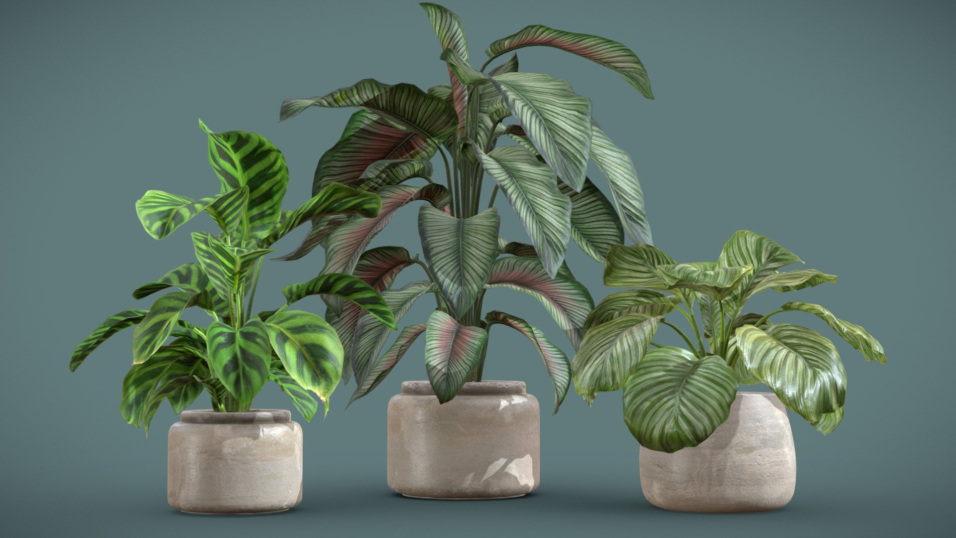 Calathea Plants Pack

This selection of Calathea plants will provide a nice touch to your interior renders. I kept the polycount relatively low but you can also subdivide the model if you need more definition.




Calathea Zebrina

Calathea Ornata

Calathea Orbifolia

4k Textures




Vertices  30 896

Polygons  30 842

Triangles 57 980
 - Calathea Plants Pack - Buy Royalty Free 3D model by AllQuad 3d model