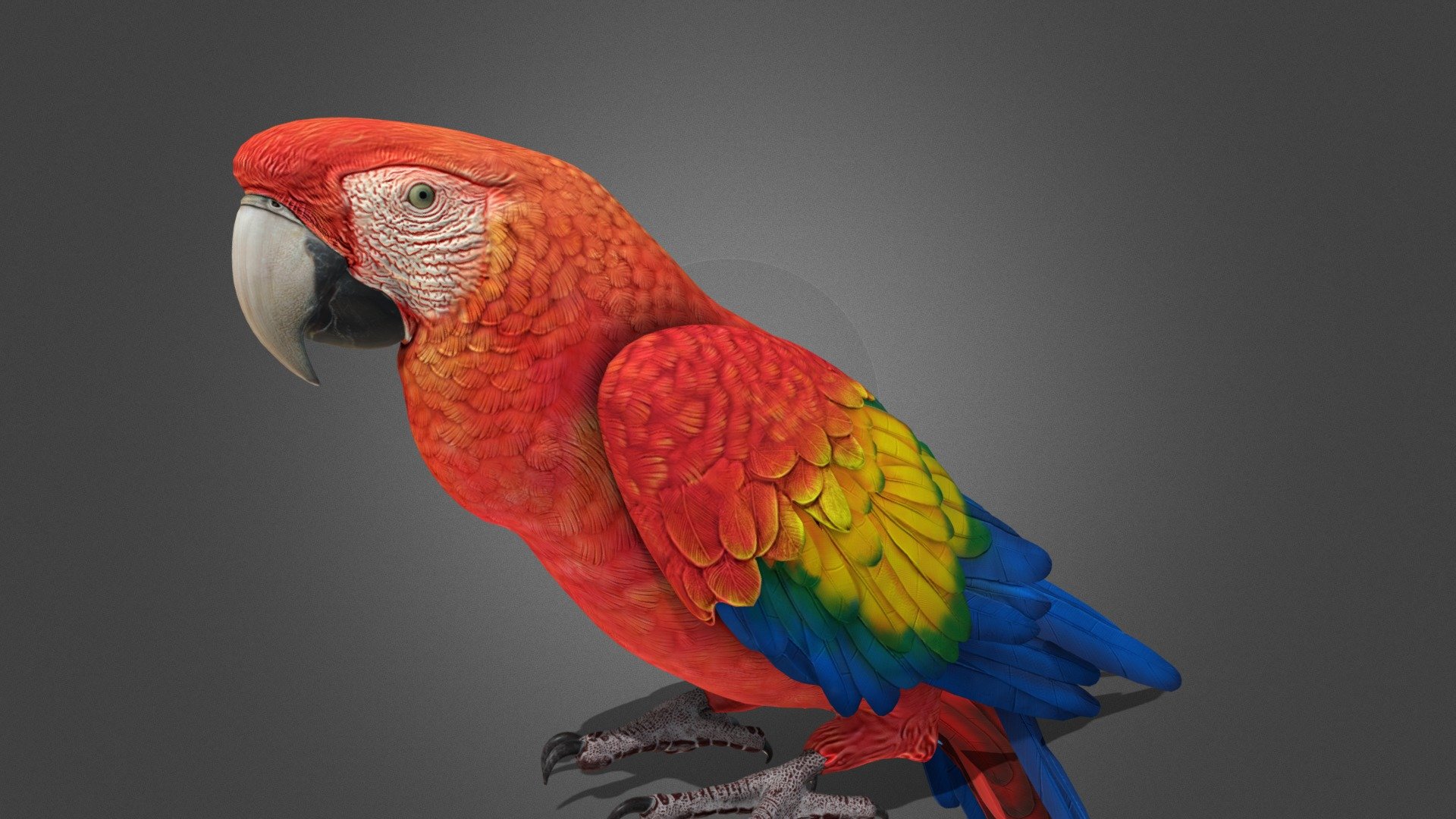 High Detailed red Parrot - High Detailed red Parrot - Download Free 3D model by Al-Deezel (@Al-dezel) 3d model
