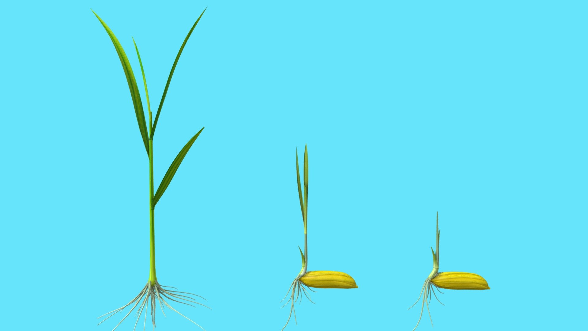 RICE SEED - Buy Royalty Free 3D model by ostrich (@gohean33) 3d model