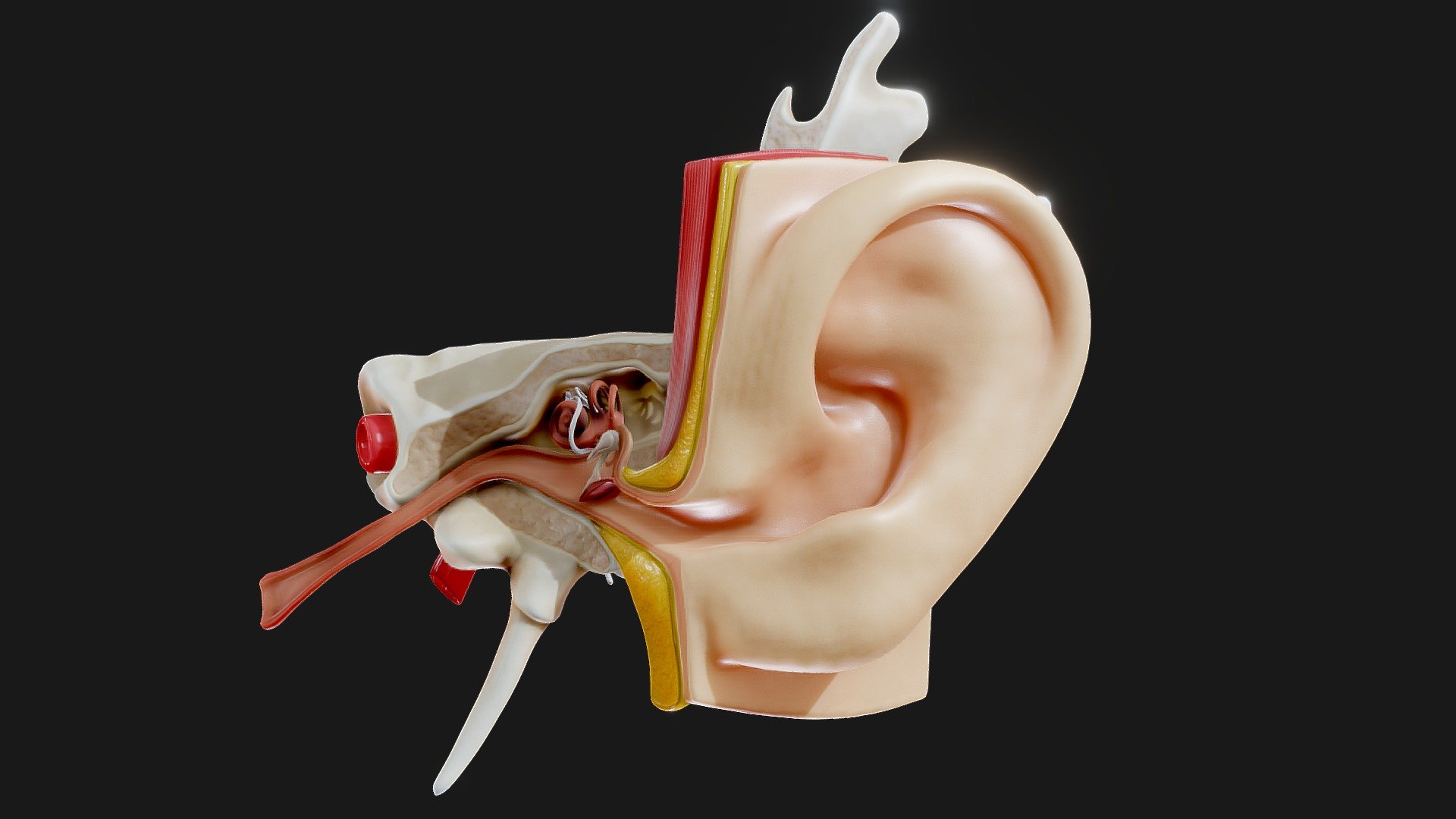 Originally modeled in Cinema 4D R 23 + Zbrush 2021



Maps for Ear Structure Anatomy 





BaseColor




Metallic




Roughness




Normal




Ambient Occlusion





SCALE:





Model at world center and real scale:

Metric in centimeter

1 unit = 1 centimeter





Texture resolution 4096x4096

Texture format PNG



Poly Count :

Polygon Count - 167028

Vertex Count - 83518

No N-Gons - Ear Anatomy Structure Open - Buy Royalty Free 3D model by zames1992 3d model