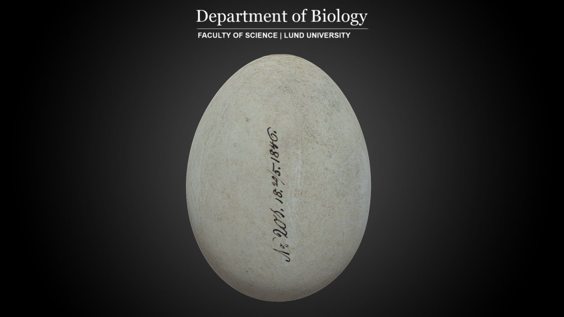 Scan of white stork (Ciconia ciconia) egg from the Biological Museum at Lund University, Sweden.

Year 1846

Photogrammetry scan: Canon EOS 5DS R + Canon EF 24-70mm f/4L Macro IS USM + Agisoft Metashape 1.5 3d model