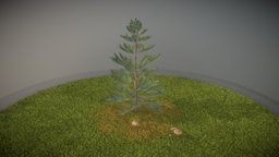Pine Tree trees, tree, green, plant, terrain, pine, evergreen, vegetation, nature, needle, game-ready, spruce, fir, blender-3d, conifer, pine-tree, vis-all-3d, 2-meter, 3dhaupt, software-service-john-gmbh, low-poly