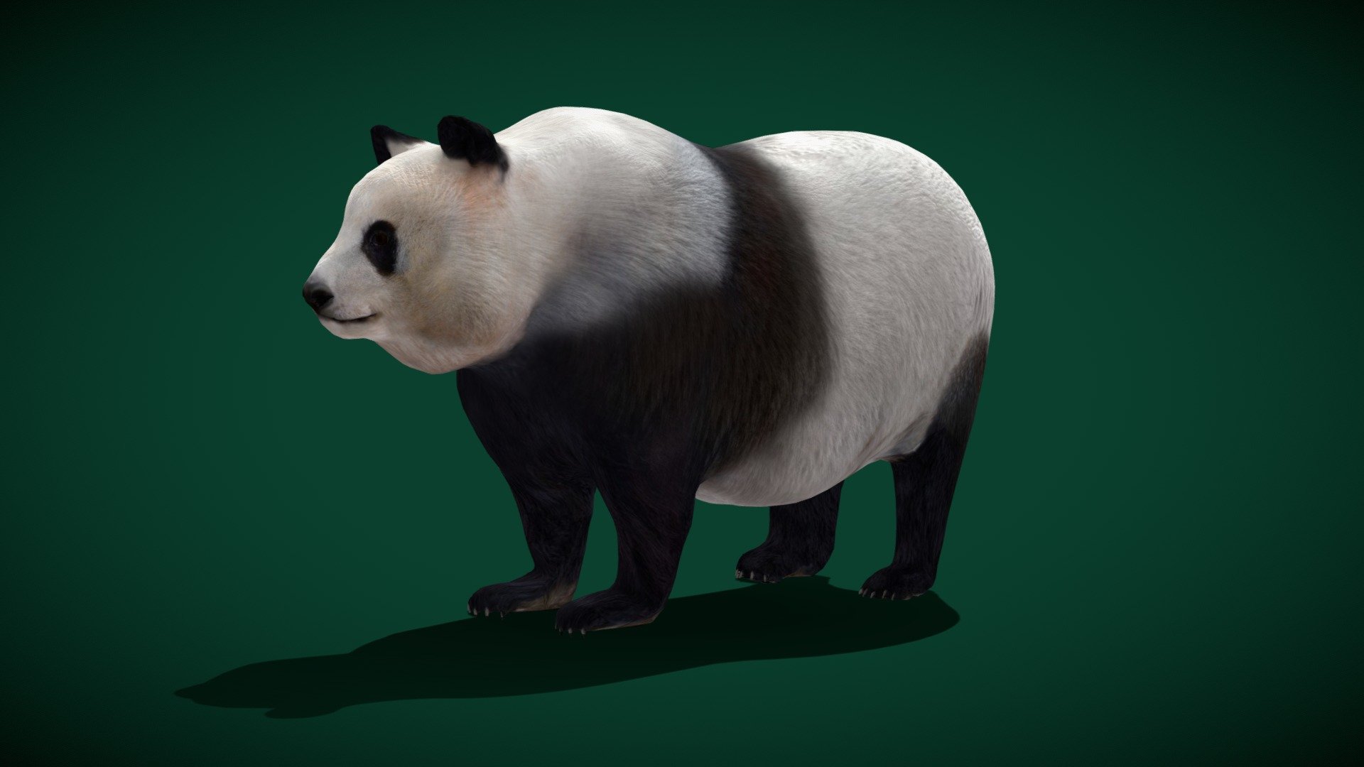 Giant Panda Bear (Terrestrial animal) Endangered,Panda Bear

Ailuropoda-melanoleuca Animal Mammal ( Qinling Mountain) Animalia

1 Draw Calls

-

Game Ready Asset

Subdivision Surface Ready

4 Animations

4K PBR Textures Materials

Unreal FBX (Unreal 4,5 Plus)

Unity FBX

Blend File 3.6.5 LTS

USDZ File (AR Ready). Real Scale Dimension (Xcode ,Reality Composer, Keynote Ready)

Textures Files

GLB File (Unreal 5.1 Plus Native Support)

Gltf File ( Spark AR, Lens Studio(SnapChat) , Effector(Tiktok) , Spline, Play Canvas,Omiverse ) Compatible

Triangles -25725

Faces     -15955

Edges     -29296

Vertices  -13350

Diffuse, Metallic, Roughness , Normal Map ,Specular Map,AO,

The giant panda, sometimes called a panda bear or simply panda, is a bear species endemic to China. It is characterised by its bold black-and-white coat and rotund body. The name &ldquo;giant panda