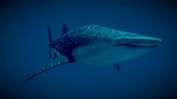Whale Shark (Rhincodon typus) shark, marine, fish, animals, ocean, whale, water, marine-biology, noai