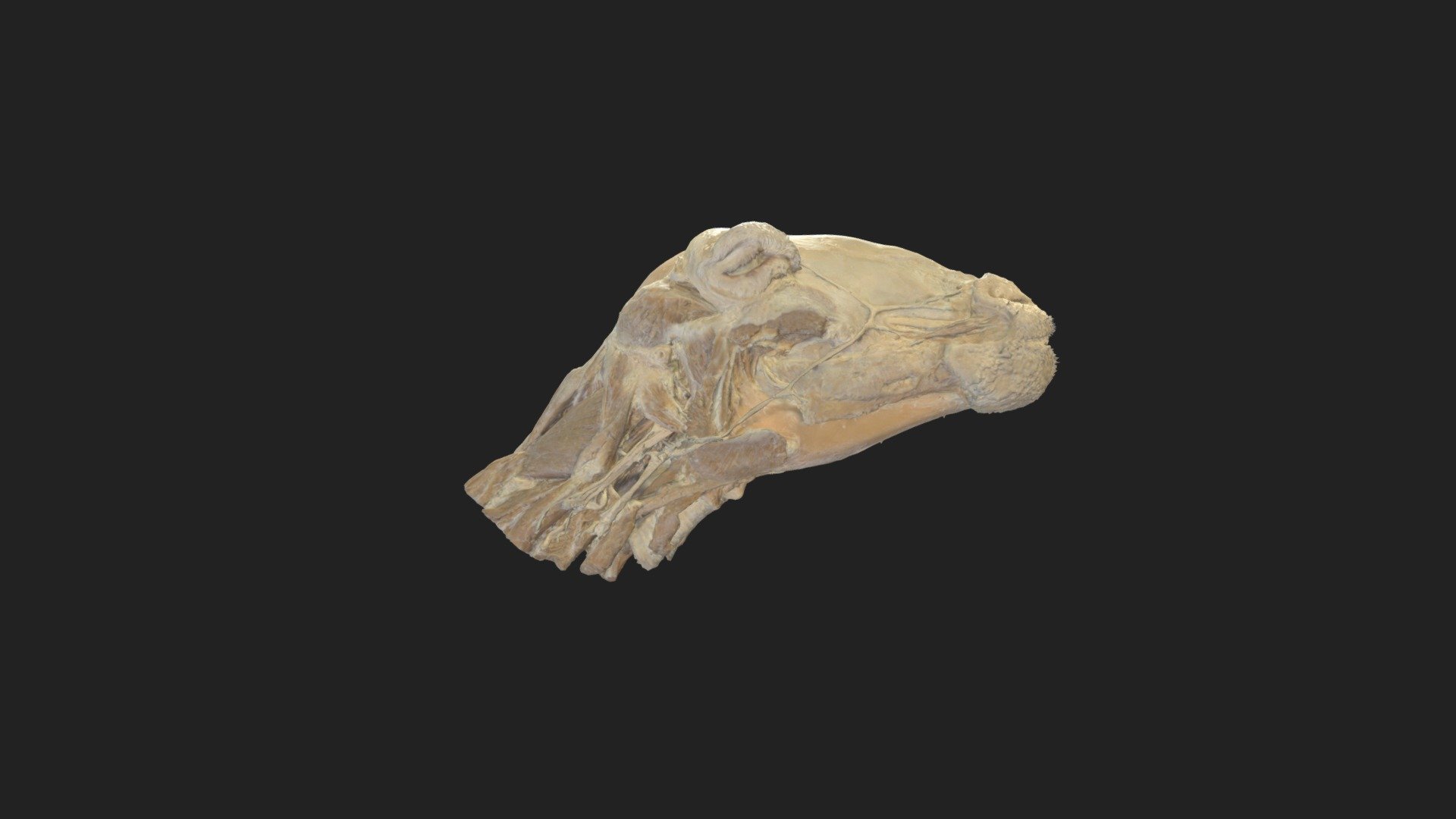 headmuscels and cutout of masticatory muscels of a sheep 

size of specimen: 365.2 x 123.8 x 221.9 mm 

3D scanning performed with the structured light scanner “Artec Space Spider” - headmuscels sheep - 3D model by vetanatMunich 3d model
