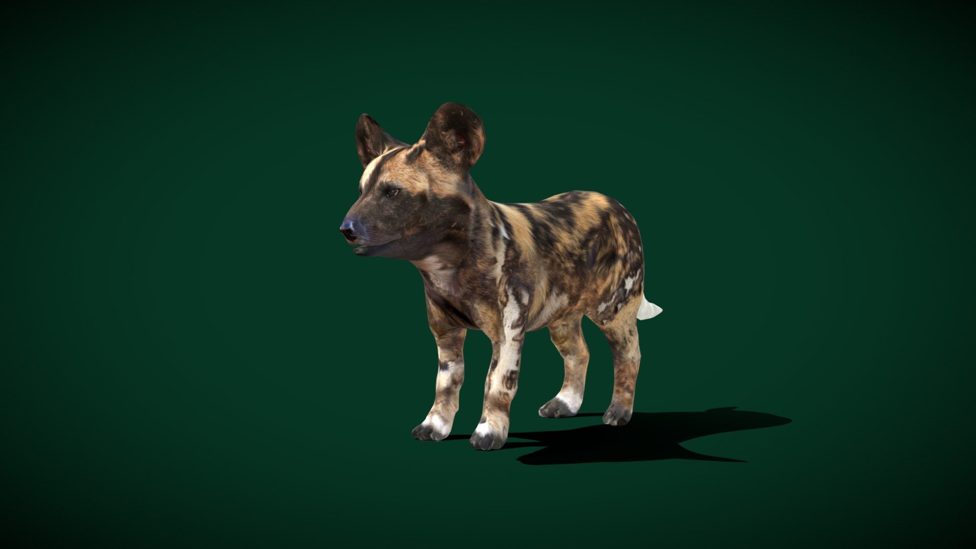 **Anyimals Blender Add on Assets 
Same Rigs Feather **




Lowpoly

FBX Original File 

Rigged

4K PBR Textures Materials

1 Draw Call

Vertices  - 2881

Triangles - 5758

Faces    - 3245

Edges   - 6124
 - African Wild Dog Cub (LowPoly) - Buy Royalty Free 3D model by Nyilonelycompany 3d model