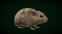 American Pika Rodent (Lowpoly)