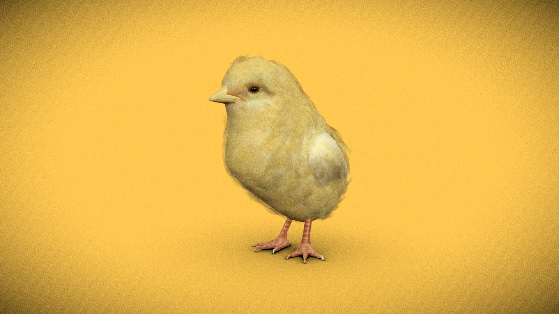 Baby chicken - Chick - Buy Royalty Free 3D model by Samad.Ahmed 3d model