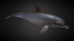 Dolphin_Animations fish, dolphin, animations, creature