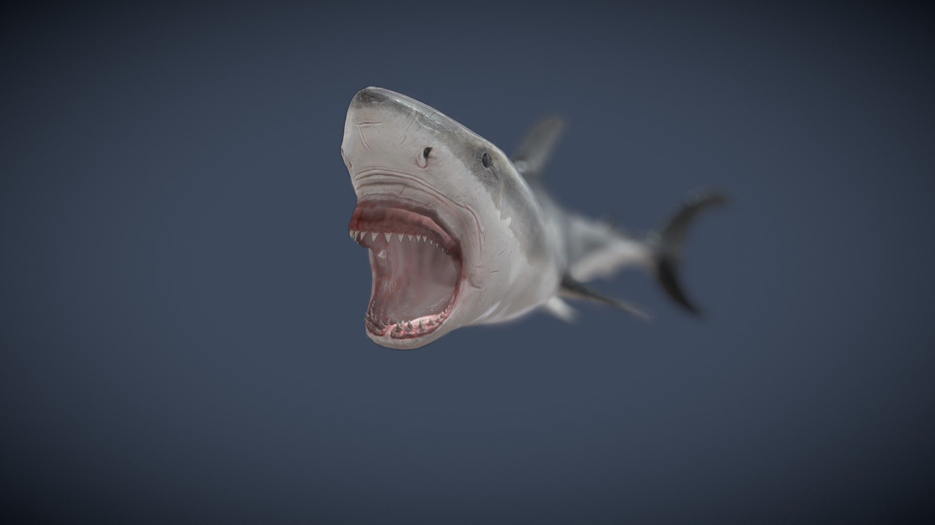 A Great White Shark Attacks and Bites in this Animated Loop.

See this 3D model in action, and more models like it, in this collection of free augmented reality apps:

https://morpheusar.com/ - Great White Shark Attack Bite Animation Loop - Download Free 3D model by LasquetiSpice 3d model