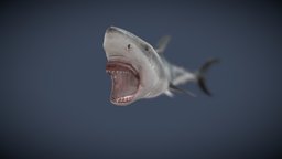 Great White Shark Attack Bite Animation Loop
