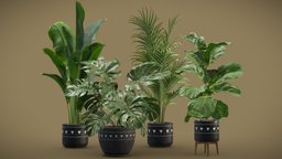 Indoor Plants Pack 17 palm, concrete, indoor, ethnic, dypsis, monstera, ficus, lyrata, reginae, strelitzia, areca, lutescens, dark, swisscheese, deliciosa