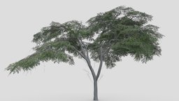 Acacia Tree- S23 tree, acacia, 3d-acacia, lowpoly-acacia