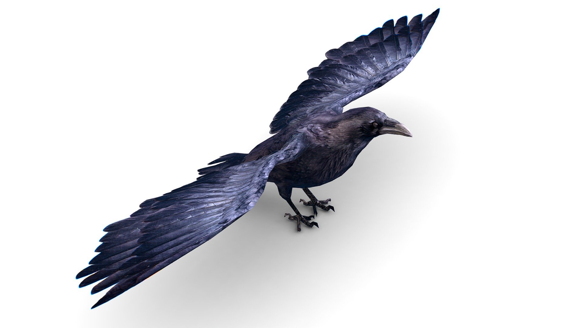 Low Poly Black Raven Wild Bird - Maya and 3dsMax file included - Low Poly Black Raven Wild Bird Crow - Buy Royalty Free 3D model by Oleg Shuldiakov (@olegshuldiakov) 3d model