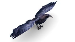 Low Poly Black Raven Wild Bird Crow bird, pigeon, pen, pet, wild, raven, crow, rook, realistic, beak, feather, low-poly-model, lowpolymodel, mammals, magpie, low-poly, game, lowpoly, low, poly, creature, animal, fantasy, dark, textured, black, environment, wing, gemaready