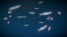 Barracuda fish, animals, animation