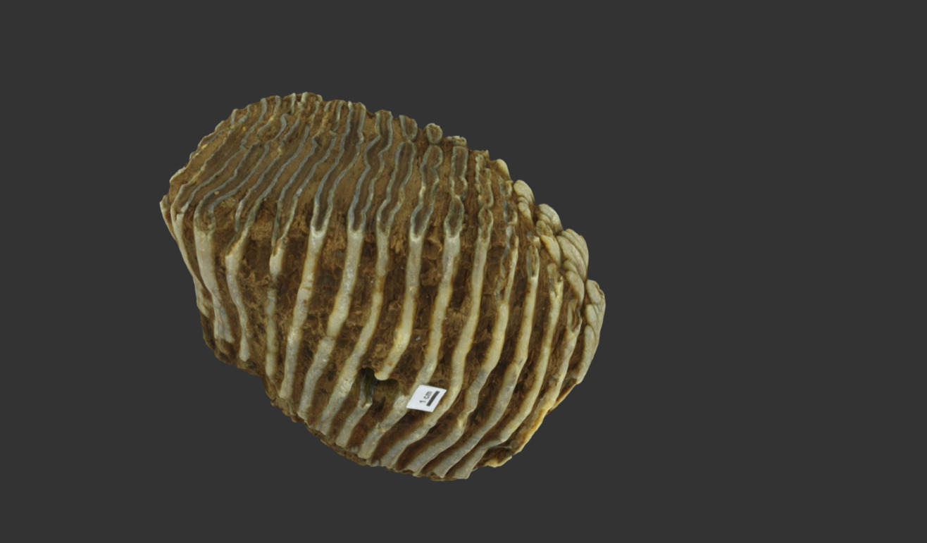 16/17-3

Sample Type: Molar

Origin: Ubstadt-Weiher

Date of discovery: Dec-2016

Depth: ca. 15 m

Coating: None

Preservation: to be determined

Species: to be determined - Mammutzahn - 3D model by Uni Freiburg (@MsGrraf) 3d model