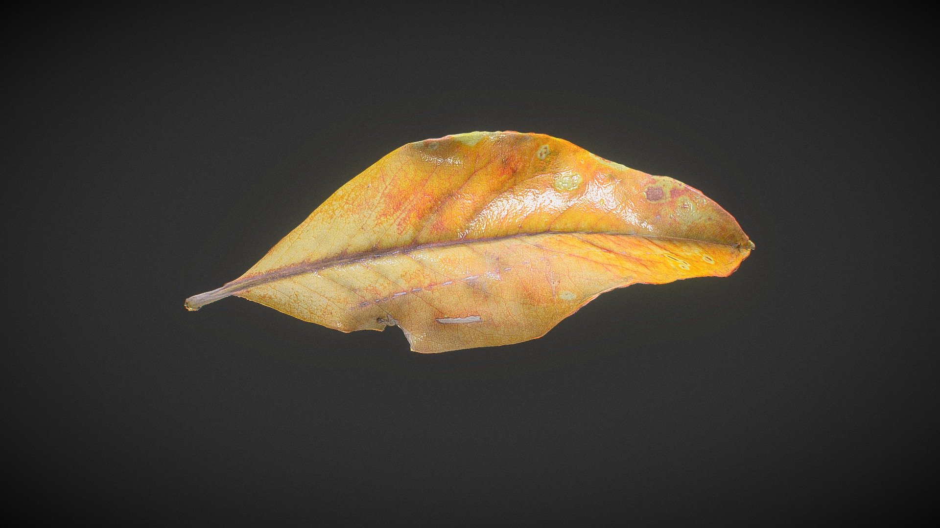 This model is perfect for 3D printing and film making, you can use it for game but it need a bit of decimation to be applied as scatter/particle distribution.



Aspect:

de-lighting applied

visible subsurface scattering

Scale, about 7 cm high 

Included 8K textures
 - Leaf-fall 01 - Buy Royalty Free 3D model by optimuscan 3d model