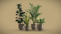 Indoor Plants Pack 20 plant, africa, palm, rust, indoor, snake, metal, burgundy, elastica, howea, forsteriana, ficus, variegata, sansevieria, philodendron, birkin