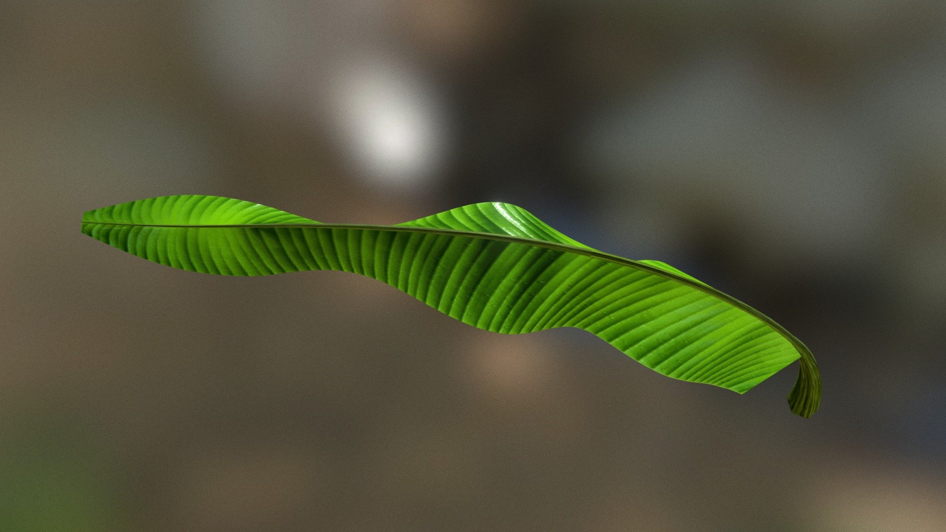 Banana leaf simulated with AMAPstudio http://amapstudio.cirad.fr/ - Banana leaf - 3D model by Sébastien Griffon (@griffon.sebastien) 3d model