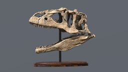 Allosaurus skull dinosaurs, jurassic, allosaurus, mesozoic, skull, prehistoric