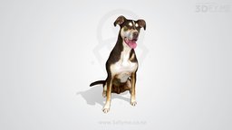 Benny pets, dogs, 3dscan-photogrammetry, 3d-print-model