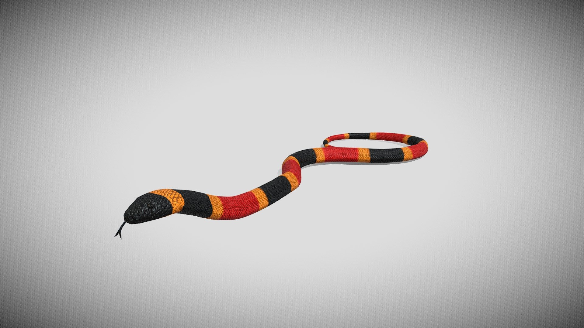 This is a 3d Coral Snake with PBR textures and 19 different animations, with most of the animations you might need in a game. Efficiently made with only 5167 triangles 3d model