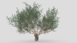 Ficus Benjamina Tree-S02 tree, benjamin, 3dtree, ficus, benjamina, 3d, asma3d, lowpolybenjamin3d, low-poly-benjamina-3d, 3dpnalts